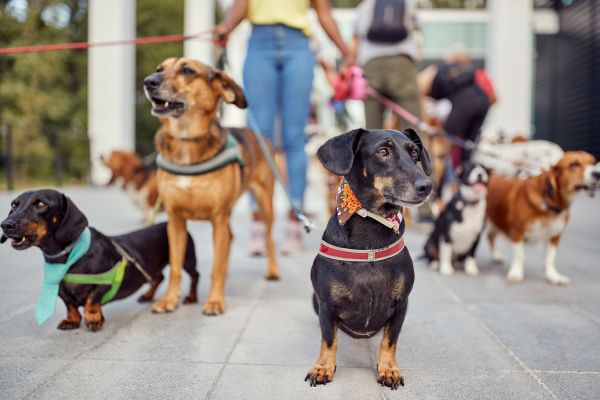 El Paso Pets