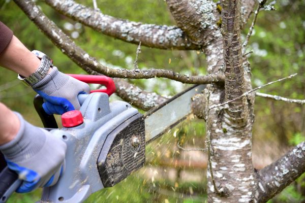El Paso Tree Trimming