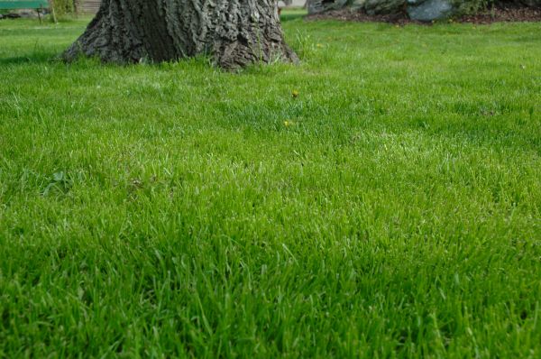 El Paso Lawn Treatment